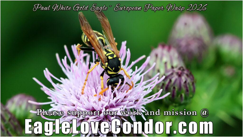 European Paper Wasp