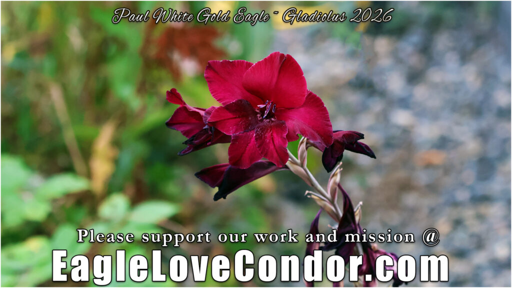 Gladiolus-