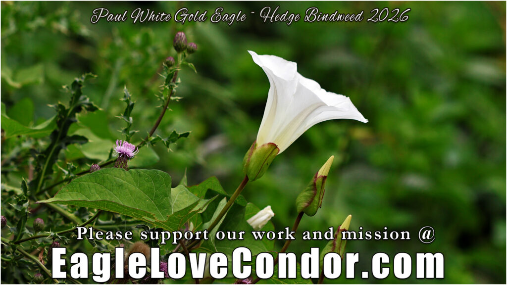 Hedge Bindweed