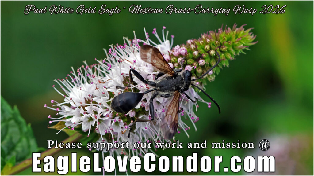 Mexican Grass-Carrying Wasp