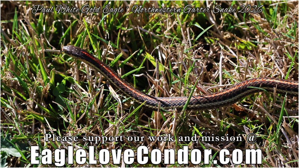 Northwestern Garter Snake