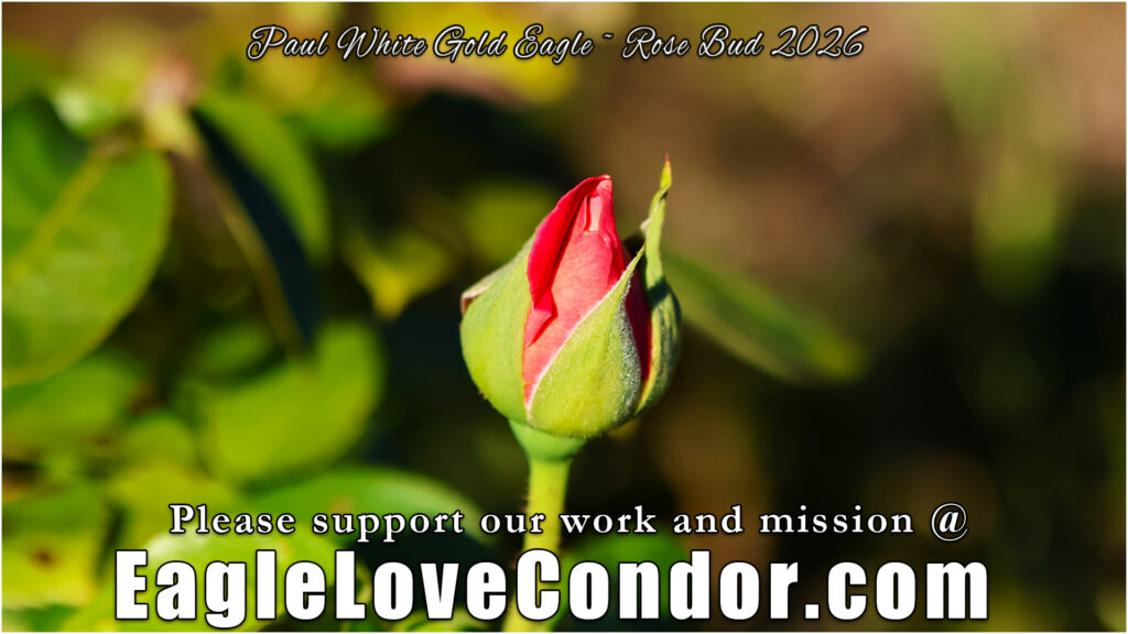 Rose Bud
