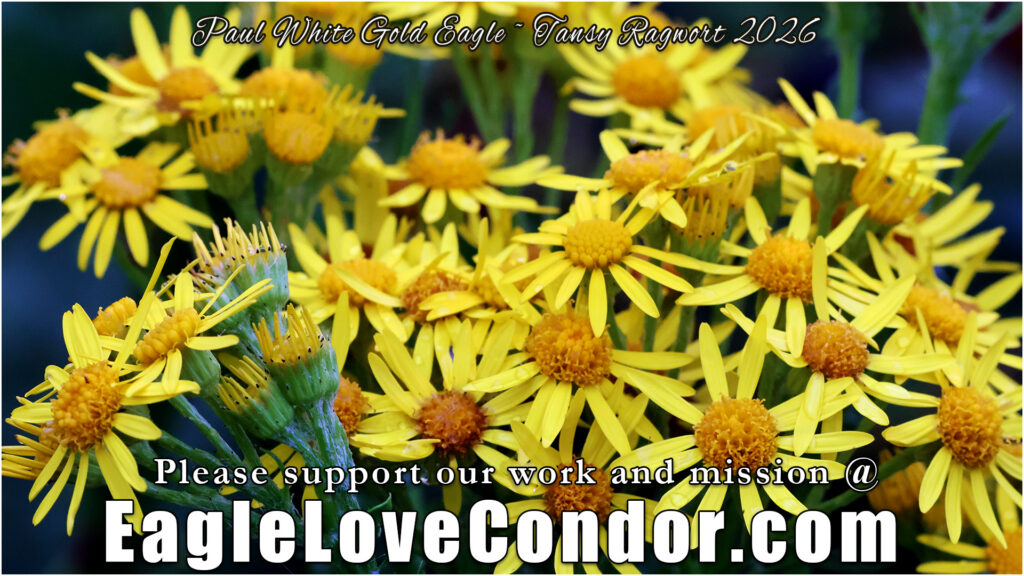 Tansy Ragwort
