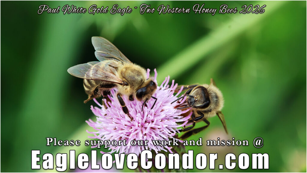 Two Western Honey Bees