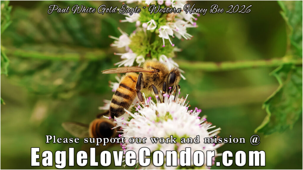 Western Honey Bee
