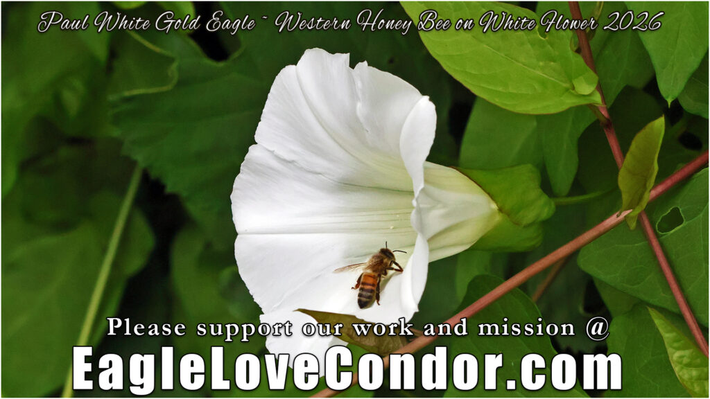 Western Honey Bee