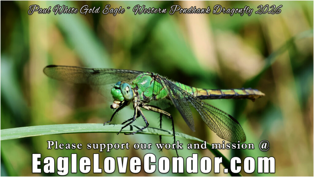 Western Pondhawk Dragonfly
