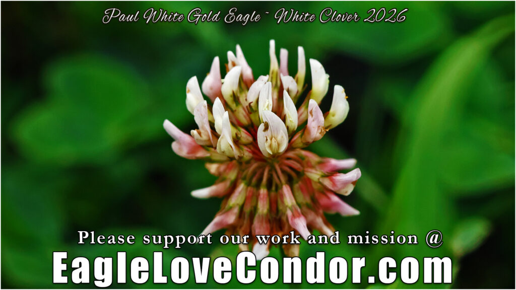 White Clover
